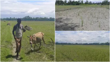 ফেটে চৌচির ফসলের মাঠ, আষাঢ়েও বৃষ্টির প্রতীক্ষায় ফুলবাড়ীর কৃষকরা
