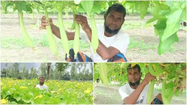 উলিপুরে কদোয়া চাষে স্বাবলম্বী হওয়ার স্বপ্ন দেখছেন কৃষকেরা