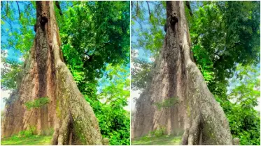 কুড়িগ্রামে ৫০০ বছরের অচিন শিমুল গাছ: ইতিহাসের জীবন্ত সাক্ষী