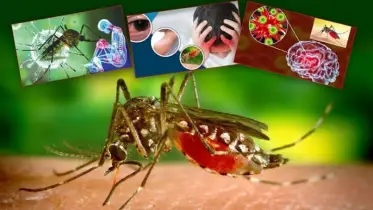 কোন রক্তের গ্রুপ, খাবার ও পোশাকে মশা বেশি কামড়ায়