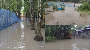 ভোলায় ৭ দিনের টানা বৃষ্টিতে ধানের বীজতলার ক্ষতি, ভেসে গেছে বহু পুকুরের