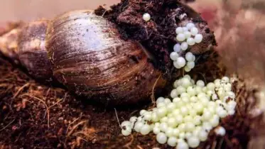 রাসায়নিক সার ও খাল-বিল ভরাটে বিপন্ন শামুকের অস্তিত্ব