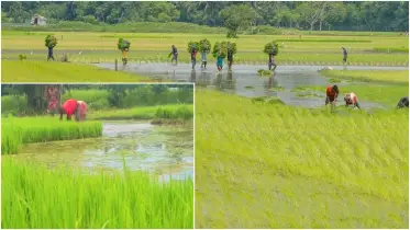 বৃষ্টির প্রভাবে উত্তরাঞ্চলে আমন ক্ষেতে ফিরেছে প্রাণ