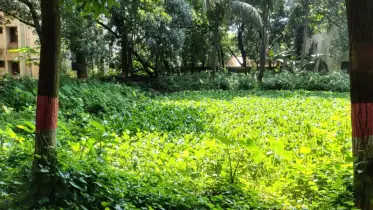 সম্ভাবনার পুকুর আজ পরিণত মশার প্রজনন কেন্দ্রে