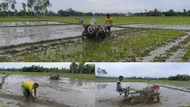 শ্রাবণে স্বরূপে বর্ষা, ফুলবাড়ীতে আমন আবাদে কৃষকের ব্যস্ততা