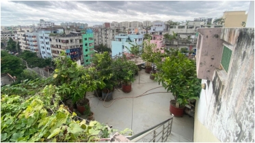 ঢাকার ছাদে চাষ হচ্ছে টমেটো, লাউ, কাঁচামরিচ—বাড়ছে সবুজ, এমনকি মিলছে কর ছাড়ও