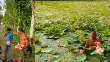 গোলাপি পদ্ম তোলায় সৌন্দর্য হারাচ্ছে ‘বেতানির বিল’