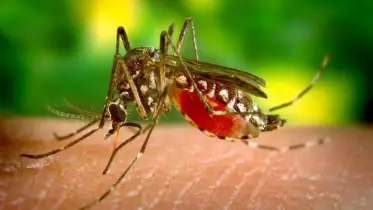 এক কামড়ে কতটুকু রক্ত খায় মশা? কেনইবা রক্ত এত পছন্দ তাদের, জানলে চমকে যাবেন!