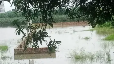 সাপাহারে নিষ্কাশন পথ বন্ধ, ১০০ বিঘা আমবাগান ঝুঁকিতে