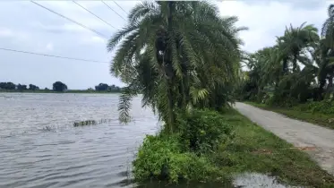 দীর্ঘদিন খনন না করায় বিএডিসির খাল এখন কৃষকের গলার কাঁটা!