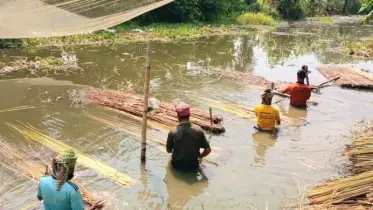 সোনালি আঁশে স্বপ্ন বুনছেন সালথার পাটচাষিরা