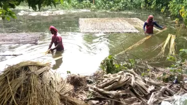 ফলন ভালো, তবু সোনালি আঁশের সোনালি স্বপ্নে ভাটা পড়ার শঙ্কা