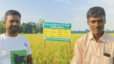 উলিপুরে স্বল্পমেয়াদি আউশ চাষে স্বপ্ন বুনছে কৃষকেরা