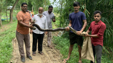 শ্রীমঙ্গলে হাঁস-মুরগি খেয়ে আতঙ্ক সৃষ্টি করা বিশাল অজগর সাপ উদ্ধার