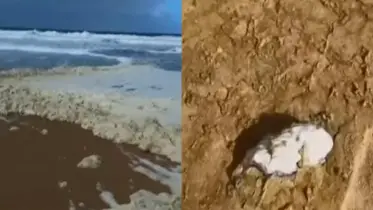 অস্ট্রেলিয়ার সৈকতে ভেসে আসছে মরা মাছ ও বিষাক্ত ফেনা! (ভিডিও সহ)