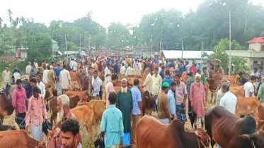 ফটিকছড়িতে চাহিদার চেয়ে অতিরিক্ত কোরবানির পশু প্রস্তুত