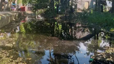 আমতলী পৌরসভা কী ঘুমাচ্ছে? ডোবা-নালায় মশার রাজত্ব, দুর্ভোগে পৌরবাসী!