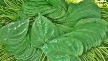 চুন ও জর্দা ছাড়া পান পাতায় ভেষজ গুণ অনেক