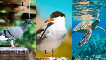 ১০টি প্রাণী যাদের দিকনির্দেশনা ক্ষমতা আপনাকে অবাক করে দেবে!