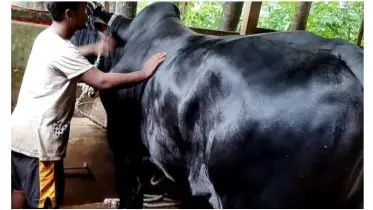 গরুর সংখ্যা চাহিদার থেকে বেশি