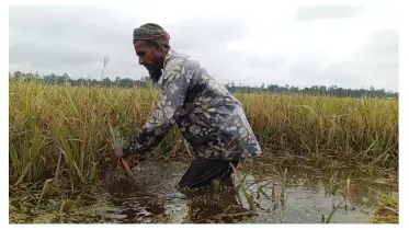 ধান নিয়ে বিপাকে কৃষক