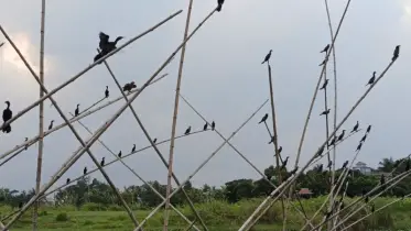 নদীতে পানকৌড়ির ঝাঁক, প্রকৃতির এক বিরল দৃশ্যপট 