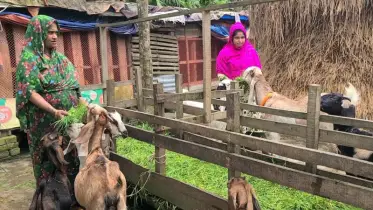তিন হাজার টাকায় শুরু, এখন লাখপতি! ছাগল খামারে ভোলার নারীর জয়গাথা
