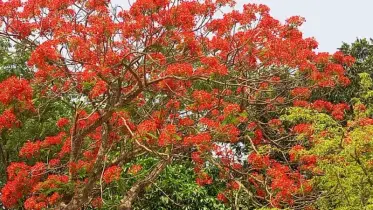 মনের প্রেমে রঙিন সে তো চূড়ায় থেকে পাগল করছে হৃদয়