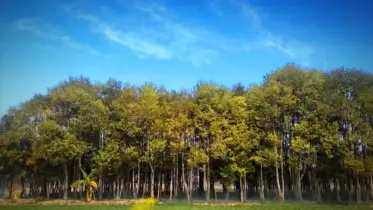 শেরপুরের আগর বাগান: গারো পাহাড়ের বুকে এক নিঝুম সৌন্দর্যলোক