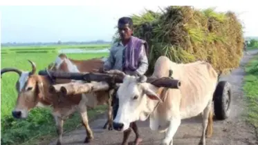 গরুর গাড়ি ও গাড়িয়াল পেশা এখন রূপকথার গল্প!