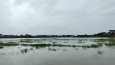 ভারী বৃষ্টিতে আমতলীতে জলাবদ্ধতা,পানির নিচে আউশের খেত ও আমনের বীজতলা