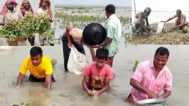 অসময়ে তিস্তার চরে হাঁটু পানি, তলিয়ে গেছে বাদাম ক্ষেত