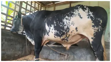 যুবরাজকে বের করতে হলে ভাঙতে হবে ঘরের দেয়াল!
