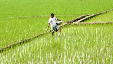 সারের পরীক্ষামূলক ব্যবহারে অবিশ্বাস্য ফলাফল: খরচ বাঁচবে ২০ ভাগ
