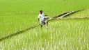 সারের পরীক্ষামূলক ব্যবহারে অবিশ্বাস্য ফলাফল: খরচ বাঁচবে ২০ ভাগ