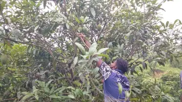 তীব্র দাবদাহের কারণে রাঙামাটিতে পূরণ হয়নি আম উৎপাদনের লক্ষ্যমাত্রা