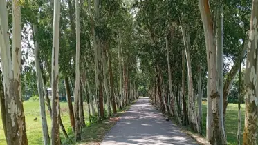 নিষিদ্ধ গাছ ইউক্যালিপ্টাসের বিস্তার: হুমকির মুখে পরিবেশ ও কৃষিজমি