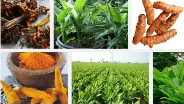 হলুদ উৎপাদনে কোন দেশ শীর্ষে? বাংলাদেশের অবস্থান জানলে চমকে যাবেন