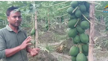 চাঁদপুরে পেঁপে চাষ করে স্বাবলম্বী কৃষক দেলোয়ার 