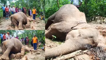 নালিতাবাড়ীর গারো পাহাড়ে বন্যহাতির মৃত্যু
