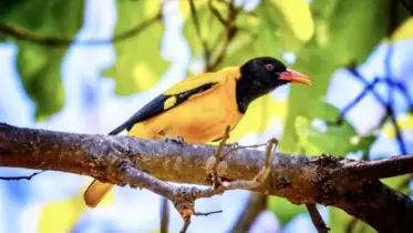 বিলুপ্তির পথে চলনবিল অঞ্চলের অতিথি ও দেশি পাখি