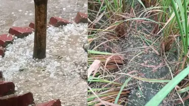 চাঁপাইনবাবগঞ্জে শিলাবৃষ্টিতে ধান-আমের ক্ষতি