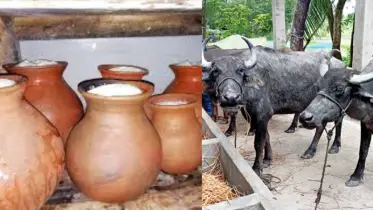 যুগ যুগ ধরে নোয়াখালীর ঐতিহ্য মহিষের দধি 