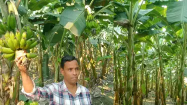 শিক্ষকতা ছেড়ে কলা চাষে সফল শামীম: এক উদ্যোক্তার দৃষ্টান্ত