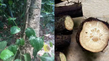 চুই ঝাল: খুলনার ঘ্রাণ মেশানো ঝাঁঝ