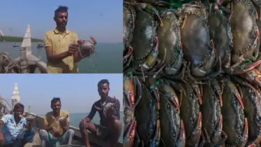 মাছ কম, কাঁকড়া বেশি! জীবিকার নতুন খোঁজে উপকূলের জেলেরা