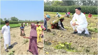 আলুর দাম দিয়ে সারজিস আলমের স্ট্যাটাস