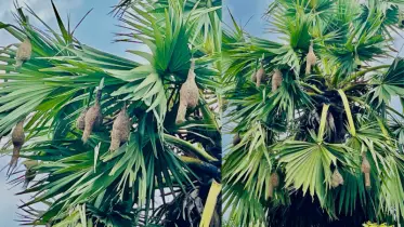 নিপুণ শিল্প আর প্রকৃতির ছোঁয়া—পাংশায় দেখা দিলো বাবুই পাখির বাসা