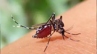করোনার সঙ্গে ডেঙ্গু, তার মাঝেই ফিরল চিকুনগুনিয়া: বিপদ বাড়ছে রাজধানীতে