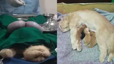 বিড়ালকে সিজার করে ৪ ছানা প্রসব, এলাকায় ব্যাপক আলোড়ন